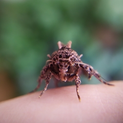 Argyrosticta decumana