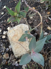 Euphorbia parifolia