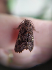 Argyrosticta decumana
