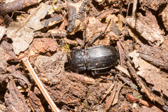 Abax parallelepipedus