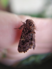 Argyrosticta decumana