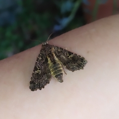 Argyrosticta decumana
