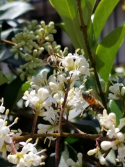 Apis mellifera