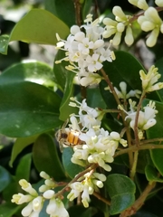 Apis mellifera