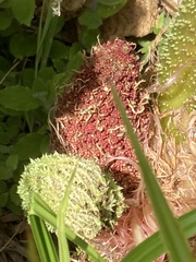 Gunnera tinctoria