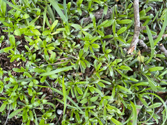 Chevreulia sarmentosa