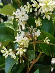 Apis mellifera