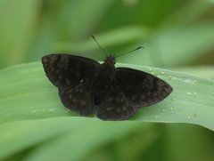 Pachyneuria licisca