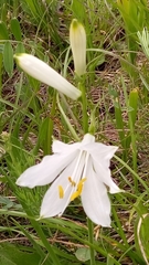 Paradisea liliastrum