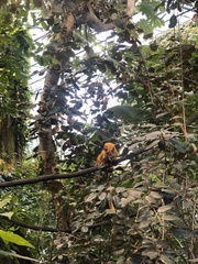 Leontopithecus rosalia