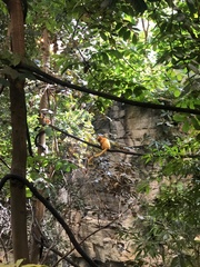 Leontopithecus rosalia