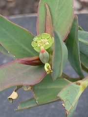 Euphorbia parifolia