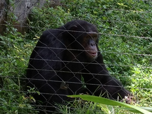 Chimpanzee