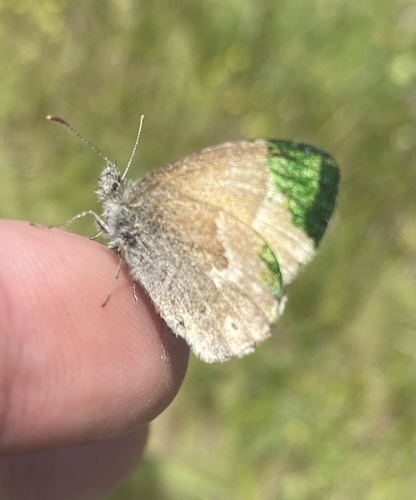 Common Ringlet, The Presidio, San Francisco, CA, US, photo 8 of 10