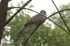 Geopelia placida placida
