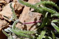 Ivesia santolinoides