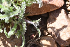 Ivesia santolinoides