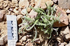 Ivesia santolinoides