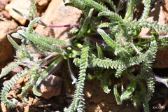 Ivesia santolinoides