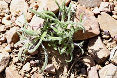 Ivesia santolinoides