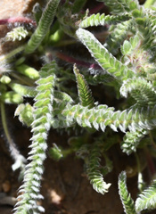 Ivesia santolinoides