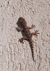 Tarentola mauritanica