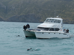 Cephalorhynchus hectori
