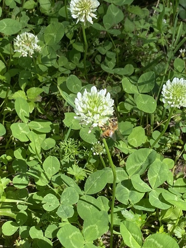 Apis mellifera image