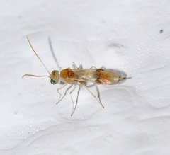 Chrysopophthorus hungaricus