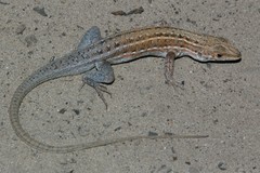 Meroles squamulosus
