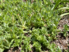 Chevreulia acuminata