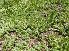 Chevreulia acuminata