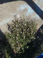 Spergularia bocconei