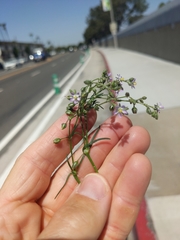 Spergularia bocconei