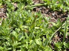 Chevreulia acuminata