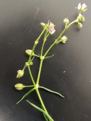 Spergularia bocconei