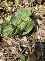 Trillium sessile