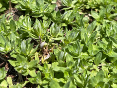 Chevreulia acuminata