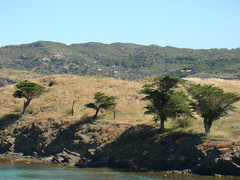 Juniperus macrocarpa