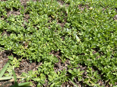 Chevreulia acuminata