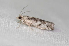 Epinotia celtisana