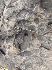 Parcoblatta virginica
