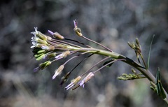 Boechera centrifendleri