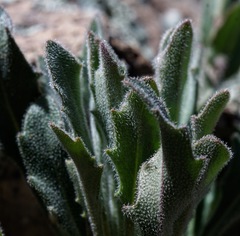 Boechera centrifendleri