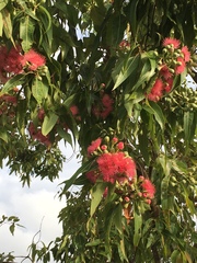 Corymbia ptychocarpa
