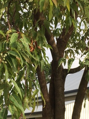 Corymbia ptychocarpa
