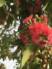 Corymbia ptychocarpa