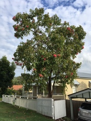 Corymbia ptychocarpa