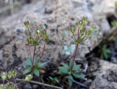 Androsace occidentalis