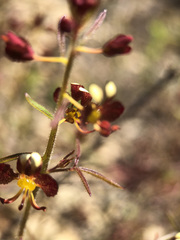 Cleome violacea